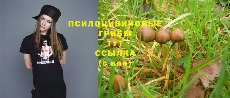 продажа наркотиков  гидра ТОР  Псилоцибиновые грибы Magic Shrooms  Дальнегорск 